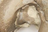 Mosasaur Quadrate (Jaw Bone) w/ Shark Tooth - Smoky Hill Chalk #208109-2